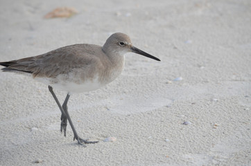 The willet sand piper on a florida beach. 
