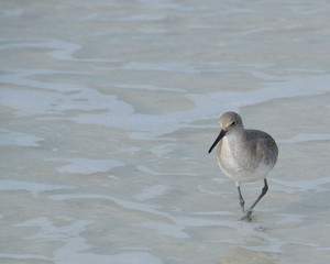The willet sand piper on a florida beach. 