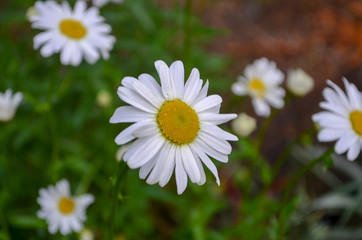 Wild Daisy in bloom in Minnesota