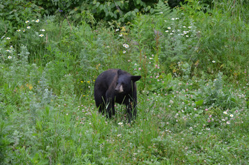 Fototapeta premium Black bear in wildflower field