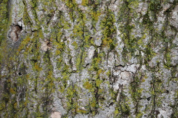 Tree Bark with moss