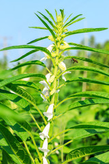 Fototapeta premium Sesame crops growing in green farmland