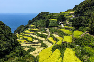 浜野浦の棚田