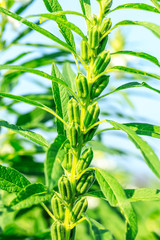 Sesame crops growing in green farmland