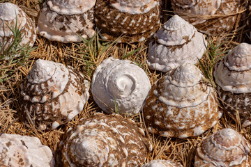 Sea Shells