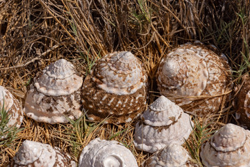 Sea Shells