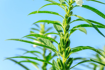 Sesame crops growing in green farmland