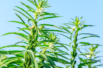 Sesame crops growing in green farmland