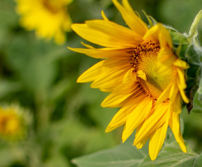 Sunflower blooming in a field