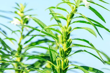 Sesame crops growing in green farmland