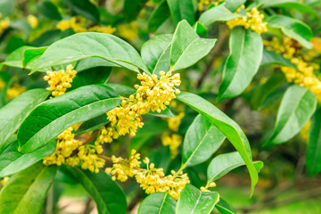 Yellow osmanthus blossoms in autumn season