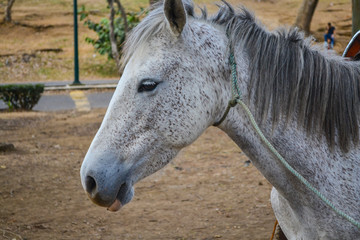 horse portrait in the park