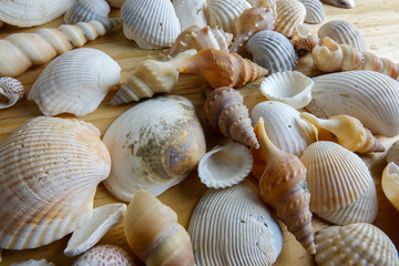 Beach seashell isolated on a wooden background.