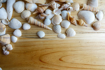 Beach seashell isolated on a wooden background.