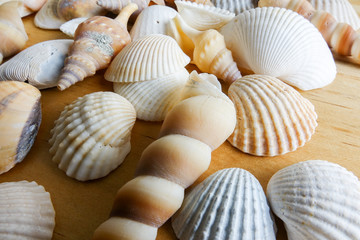 Beach seashell isolated on a wooden background.