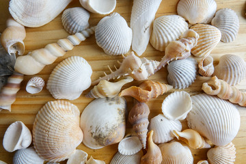 Beach seashell isolated on a wooden background.