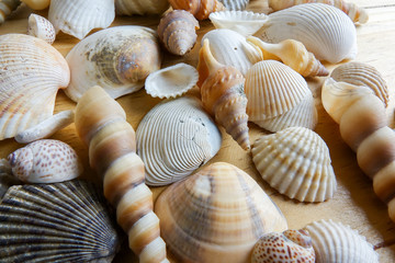 Beach seashell isolated on a wooden background.