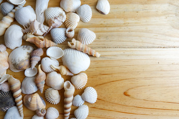 Fototapeta na wymiar Beach seashell isolated on a wooden background.