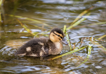 Small duckling close-up of water and algae