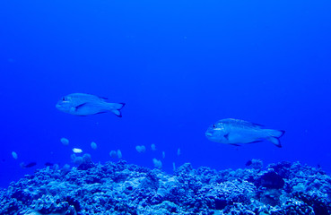 Obraz premium Pair of Large Fish Swim over Coral Reef on Blue Background
