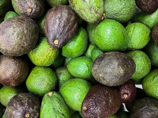 Heap of Hass avocado (Bilse avocado). Dark green and green colored, bumpy skin avocado cultivar....