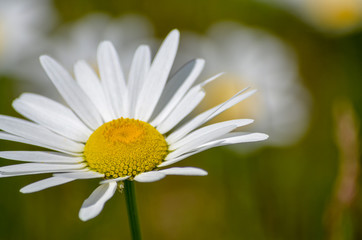 Obraz na płótnie Canvas Wild Daisy in bloom in Minnesota
