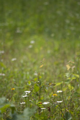 Background Image Meadow Daisies