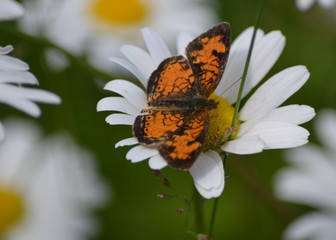 Obraz premium Wild Daisy in bloom in Minnesota