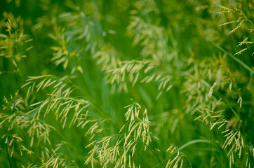 Green Grass with yellow tips background