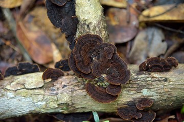brown mushrooms in timber in nature