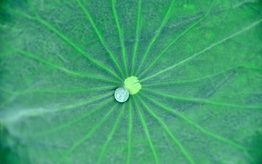 green lotus leaf line texture and background