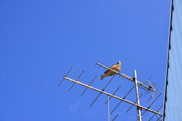 アンテナに止まるトンビ