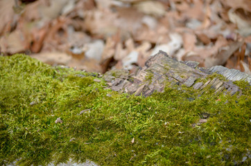 Moss covered rock in forest of leaves background.