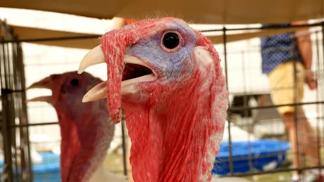 Portrait turkey, Meleagris gallopavo, at the farm agriculture bird head closeup
