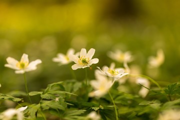 White anemone flowers blooming in spring forest