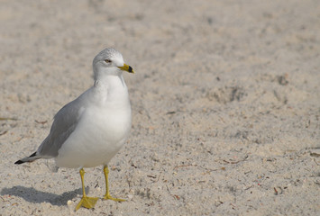 Ring billed Gull bird closeup on Florida beach