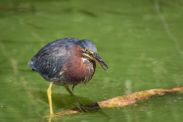 Green heron (Butorides virescens) perched on log in water fishing