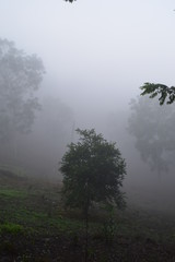 NIEBLA