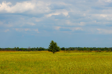 Green field showing a single tree in vast open spaces of rural America