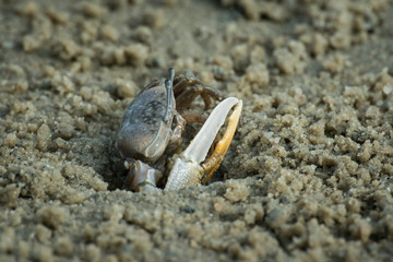 Fiddle crab