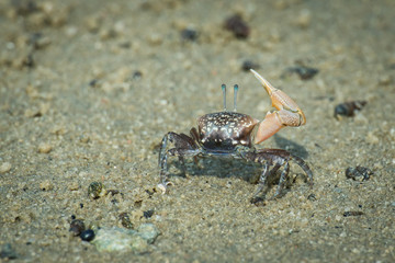 Fiddle crab waving