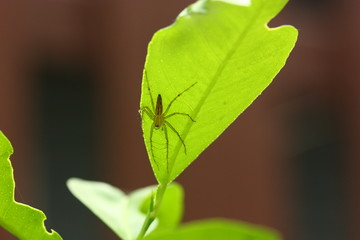 a spider on green leaf