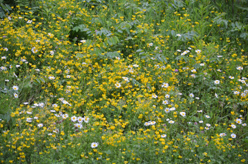 Northern Minnesota field of yellow and white wild flowers