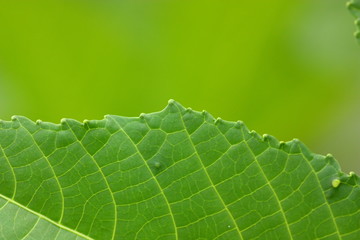 green leaf of plant a papaya close up