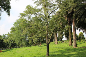  trees and palm trees in the park