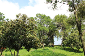  trees and palm trees in the park
