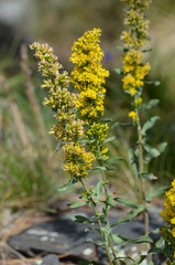 Yellow Wildflower in Custer State Park or near Sylvan Lake