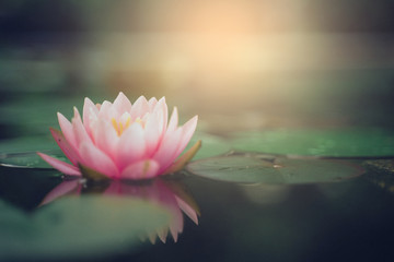 beautiful lotus flower on the water after rain in garden.