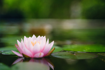 beautiful lotus flower on the water after rain in garden.