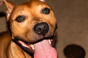 Laughing Pit Bull